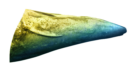 text